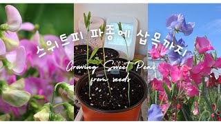 스위트피 파종하고 삽목도전Planting sweet pea seeds [upl. by Anitnegra995]