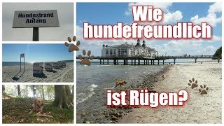 Hundefreundlichkeit Insel Rügen  Freizeitmöglichkeiten mit Hund [upl. by Kinny]