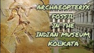 ARCHAEOPTERYX FOSSIL AT THE INDIAN MUSEUM KOLKATA  FIRST BIRD OR A DINOSAUR [upl. by Imuya713]