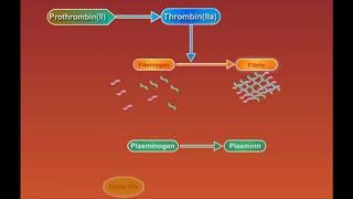 Fibrin Degradation animation video [upl. by Chemar]