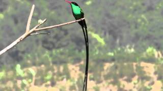 Redbilled Streamertail with a little tongue action [upl. by Iruy]