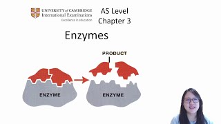 Chapter 31  Enzyme Structure and Mode of Action  Cambridge ALevel 9700 Biology [upl. by Tybalt]