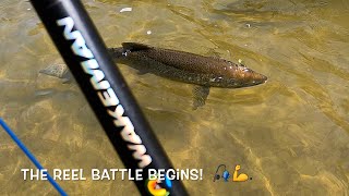 Salmon dance on the line a reel battle begins fishing nature [upl. by Zullo]