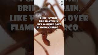 The Executioner Wasp vs the Bullet Ant Coyote Peterson’s Verdict [upl. by Leiram]