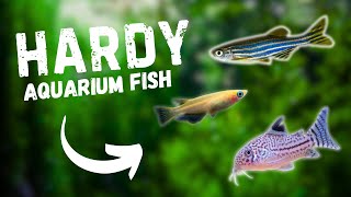 7 Hardy Aquarium Fish For Beginners [upl. by Pain255]