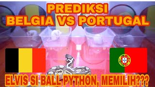 ULAR INI PREDIKSI LAGA BELGIA VS PORTUGAL DI 16 BESAR EURO 2020  ELVIS SI BALL PYTHON MEMILIH [upl. by Angelle]