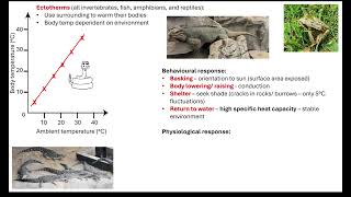 Temperature control in endotherms and ectotherms 511 Communication and homeostasis [upl. by Anileva260]