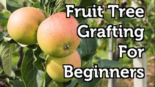 Fruit Tree Grafting for Beginners [upl. by Rist]