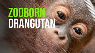 ZooBorn Orangutan At Rostock Zoo [upl. by Allac385]