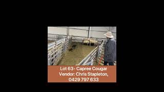 Lot 63 Capree Cougar Capree Sale 2024 [upl. by Otrebcire]