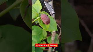 Plant insect🌱 shorts viralvideo gardening plantcare [upl. by Arv]