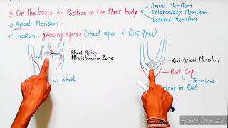 Meristematic Tissue  Meristems  Characteristics Classification amp Functions  Plant Tissues [upl. by Ynnam628]