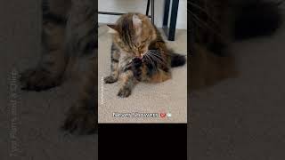 5 Hilarious Reasons Why My Cat Is Single 😹🐾  Funny Cat Moments shorts catcute funnycats [upl. by Trellas]