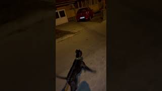 Black pitbull 6mo VS 5 street dogs [upl. by Steinberg]