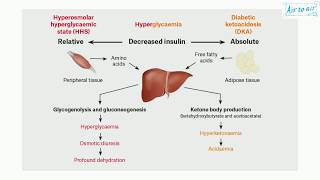 hyperosmolar hyperglycemic syndrome English  Medical terminology for medical students [upl. by Tesil]