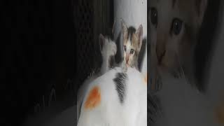 Love cats videos 😍📸😍cat shorts video kitten cutecat cute cutepet [upl. by Acsecnarf]