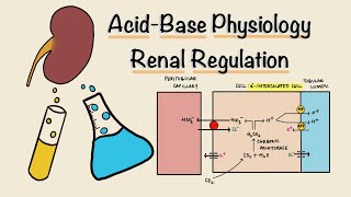 Acid Base Physiology  Part Three  Renal Regulation  Acidification of Urine  Renal Physiology [upl. by Arataj]