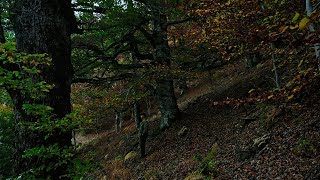 LOS BOSQUES ATLÁNTICOS DEL ALTO JARAMA [upl. by Junna868]