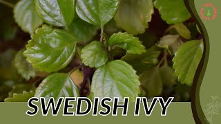 SWEDISH IVY Information and Growing Tips Plectranthus verticillatus [upl. by Delfeena]