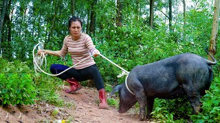 Buy Wild Boar to Raise Renovate the Farm Gate Harvest Cantaloupe in the Field Goes to Market Sell [upl. by Brawley]