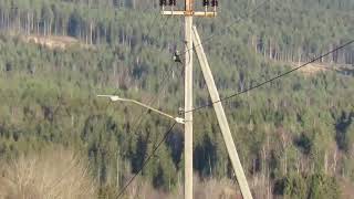 Hawk Owl roadside Maridalen [upl. by Assirrec]