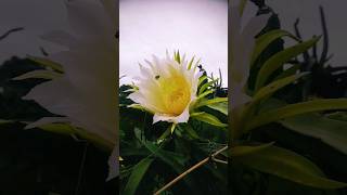 Pollination 💕 youtubeshortsvideo foryou shortsfeed honeybee dragonfruit pitaya satisfying [upl. by Cate]