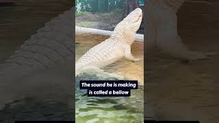 Giant Albino Alligator Bellows youtubeshorts albinoalligator alligator [upl. by Whiting367]