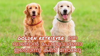 Golden Retriever historymalayalam  palakkadan pets [upl. by Enalahs]