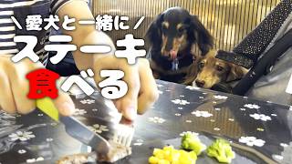 【犬連れランチ】そらおとさんの店内で愛犬と快適にステーキを食す🥩神奈川県相模原市 ペットショップの売れ残りと元保護犬とお出かけ [upl. by Ahusoj120]