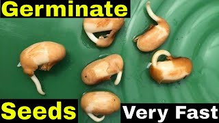 How to Germinate Seeds Fast Scarification [upl. by Ennairak998]