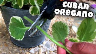 GET MORE Variegated Cuban Oregano Plant Propagation 💚 Gardening Mexican Mint [upl. by Ellennej]