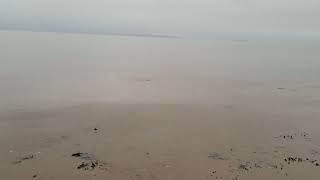 Bass swimming across surface of water at Cardiff Foreshore [upl. by Trixi976]