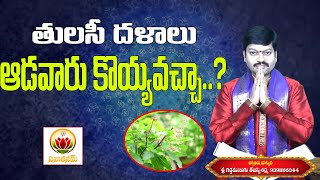 తులసి దళాలను మహిళలు కోయవచ్చా  Must Known Facts About Tulasi Plant  sanathanam [upl. by Christi441]