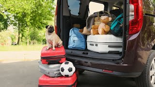 Understanding Pug Behavior and Their Quirks [upl. by Adlesirc]