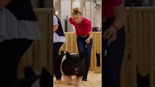 Krew and Karis Day 1 in hog showmanship at Cow Palace livestock show showpigs pigs [upl. by Avitzur595]