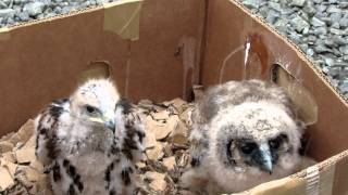 Incredibly Cute Hawk and Owl Chicks [upl. by Chick391]