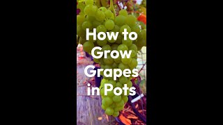 How to Grow Grapes in Pots or Containers [upl. by Nessim]