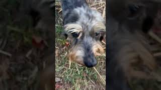 Video of adoptable pet named Buddy [upl. by Haianeb]