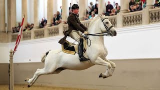 Lipizzaners The Ballerinas of the Horse World [upl. by Shayla744]