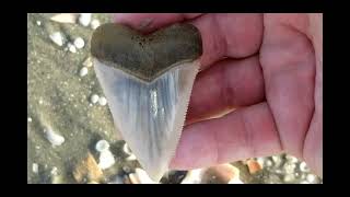 Look at this awesome large super RARE white great white shark tooth RARESHARKTOOTH [upl. by Clapper]