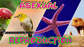 Asexual reproduction in tamil [upl. by Montague354]