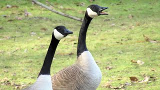 Canada Geese HONKING ANGRY Get into Fight with Flock [upl. by Whang]