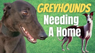 6 Greyhounds looking for a home [upl. by Lolande]