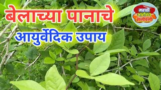 बेलाच्या पानाचा आयुर्वेदिक उपाय Belachya Panacha Ayurvedic Upay belachya panache fayde Bel Patra [upl. by Aisetal]