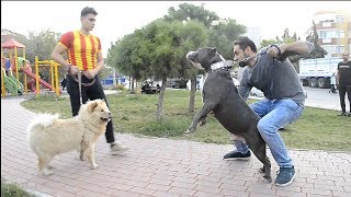 AMERİKAN BULLY VS CHOW CHOW ÇİN ASLANI KARŞI KARIŞIYA GELİRSE [upl. by Thorlay]