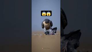 Peregrine falcon🦅 World fastest Bird😱 Rocket attack 😮interestingfactsanimalsfalconytviralshorts [upl. by Yellhsa546]