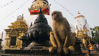 The Town Where Monkeys Are Treated Like Gods  Primates  BBC Earth [upl. by Blankenship]