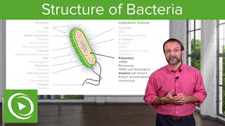 The Bacterial Interior Components of a Bacterial Cell – Microbiology  Lecturio [upl. by Kara-Lynn]