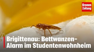 BettwanzenAlarm im Studentenwohnheim  kronetv NEWS [upl. by Donnie]