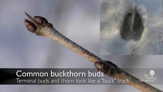 How to identify common buckthorn Rhamnus cathartica [upl. by Rhpotsirhc]